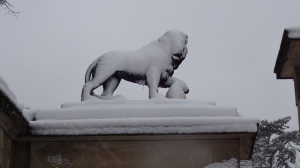 This lion was not enjoying the snow!